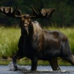 Moose in wetland in Algonquin Park near The Arlington aka HI South Algonquin Backpackers Hostel in Maynooth ON