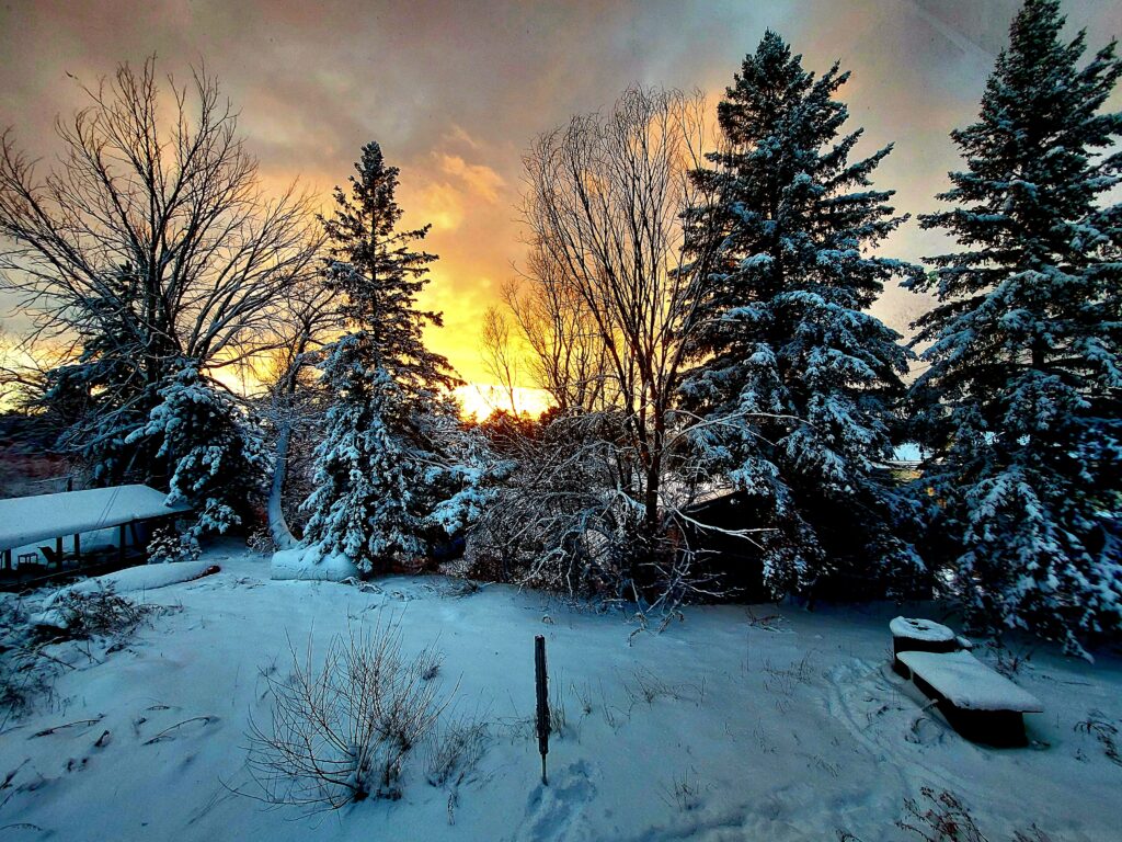 snow-covered yard and trees at sunset