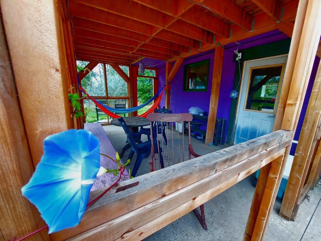 patio under deck with hammocks, blue morning glory in foreground