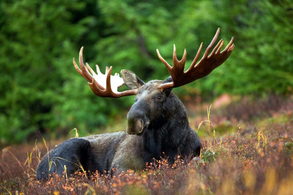 moose sitting in field