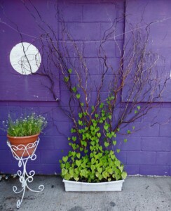 Morning glories climbing curly willow boughs with pot of wildflowers