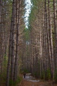 a man walking on a path through a forest of tall trees